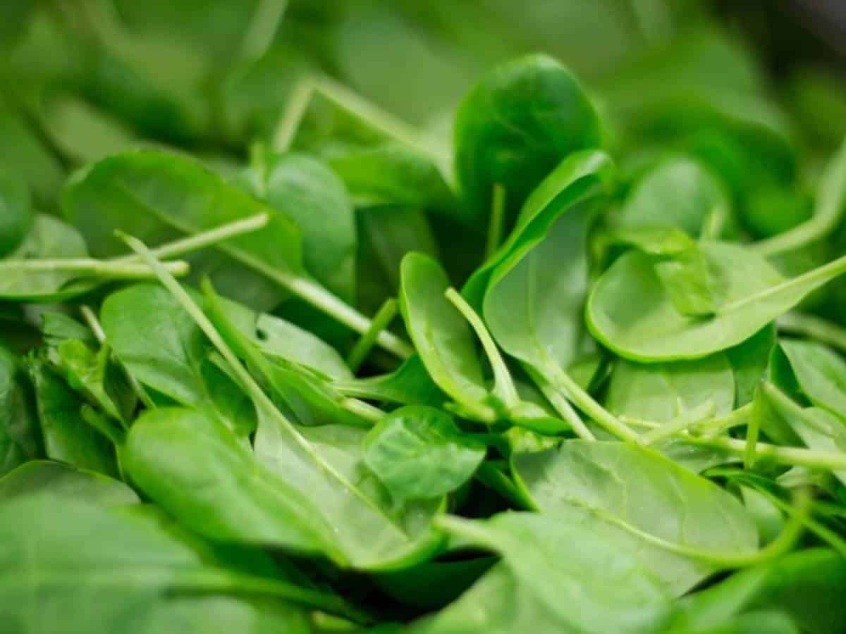 Researchers discover decellularised spinach serves as edible platform for laboratory-grown meat