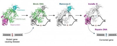 Novel gene editor to correct disease-causing mutations