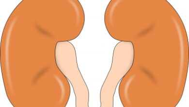 'Punarnava therapy' helps reduce pathological damage of kidneys: Study
