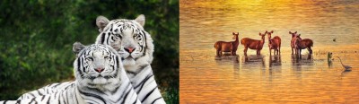 World Wildlife Day: VP, PM stress on protection of animals
