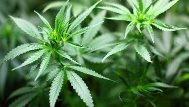 Himachal Pradesh govt approves study on cannabis cultivation in the state