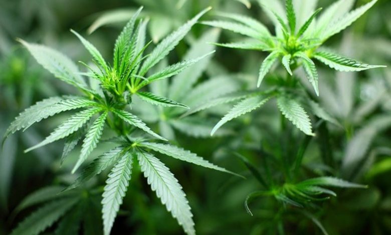 Himachal Pradesh govt approves study on cannabis cultivation in the state