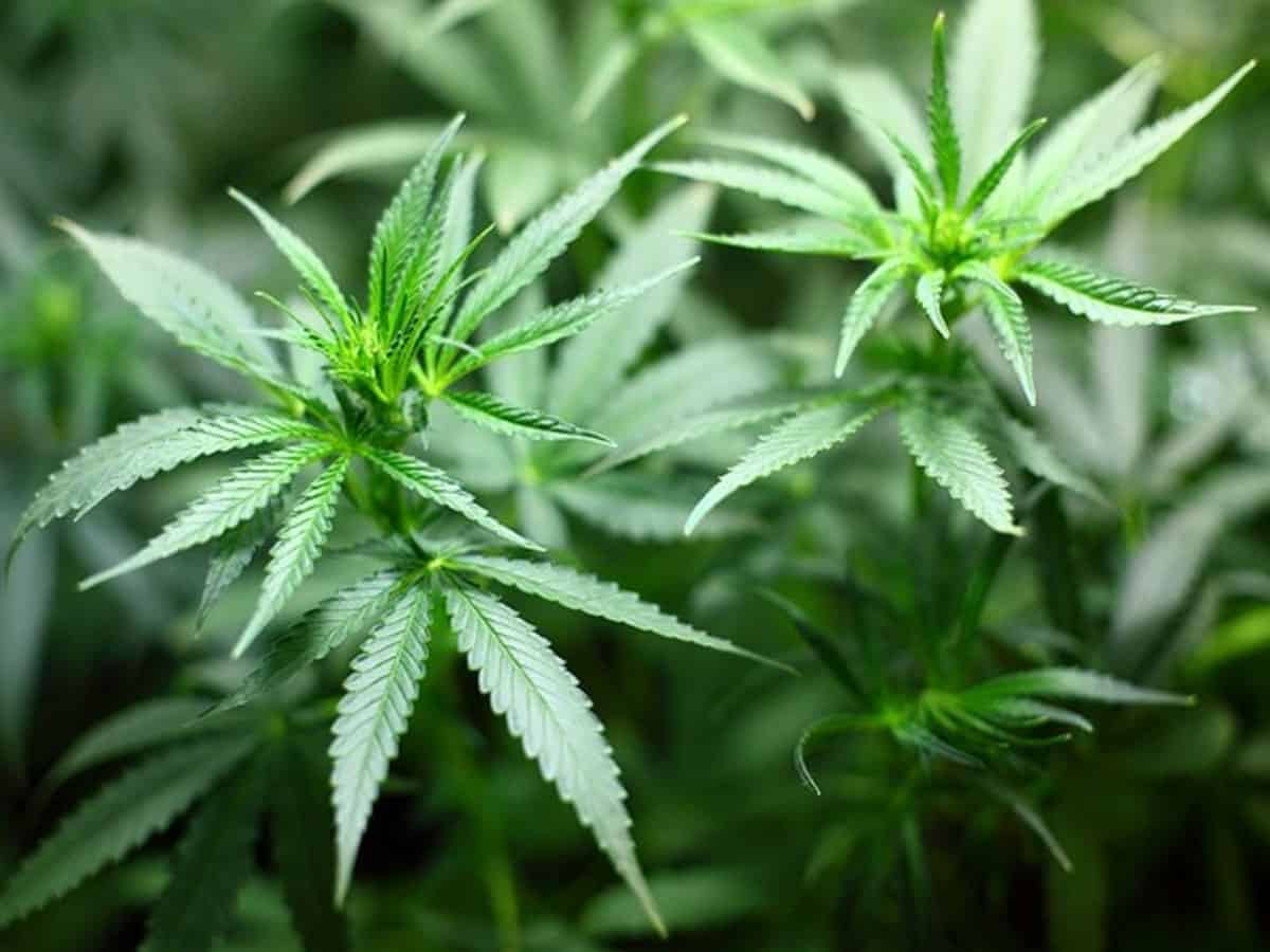 Himachal Pradesh govt approves study on cannabis cultivation in the state
