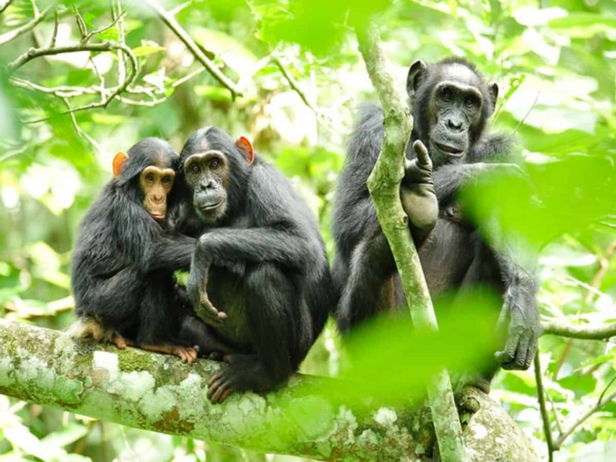 How 'chimpanzee poop' is helping prevent Covid-19