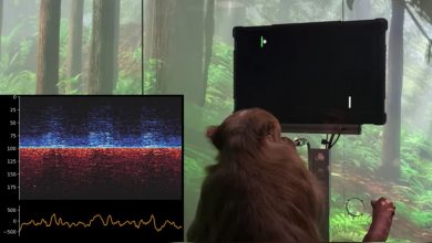 Musk's Neuralink shows how monkey plays Pong with his mind