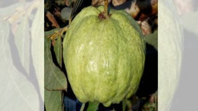 Guava roots can help fight diabetes: Research