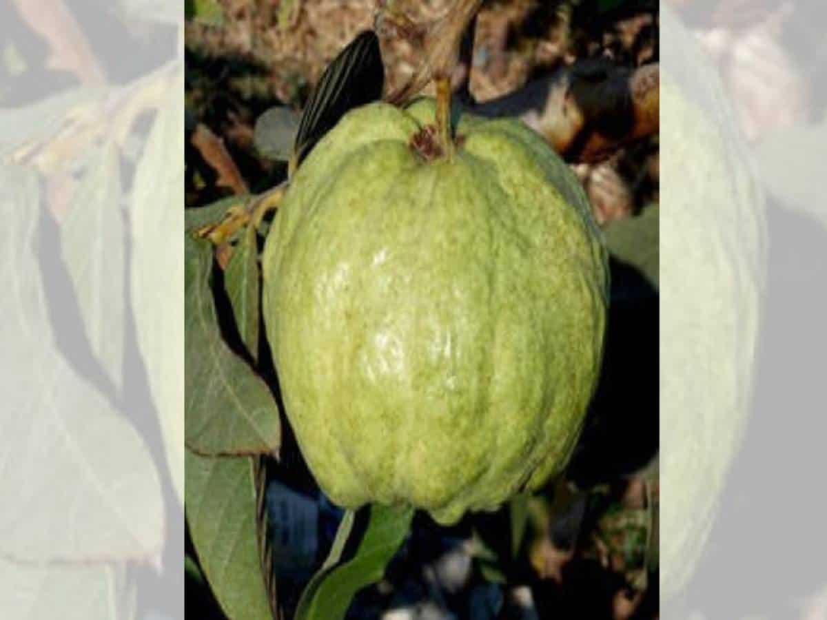 Guava roots can help fight diabetes: Research