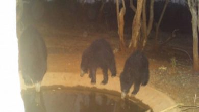 Animals in Telangana forests flock to saucer pits to quench thirst