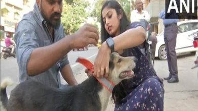 With fluorescent collars, this Hyderabad-based NGO is trying to save stray animals