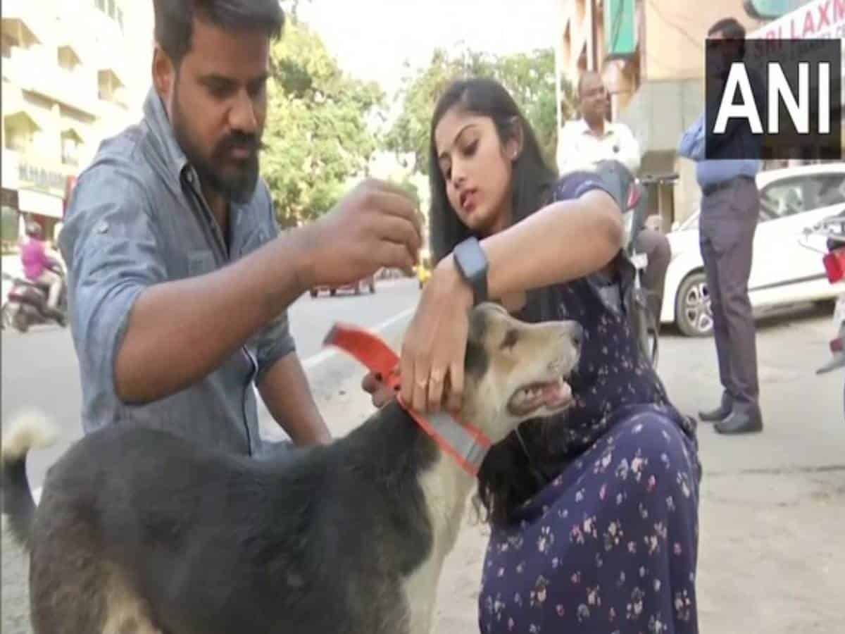 With fluorescent collars, this Hyderabad-based NGO is trying to save stray animals