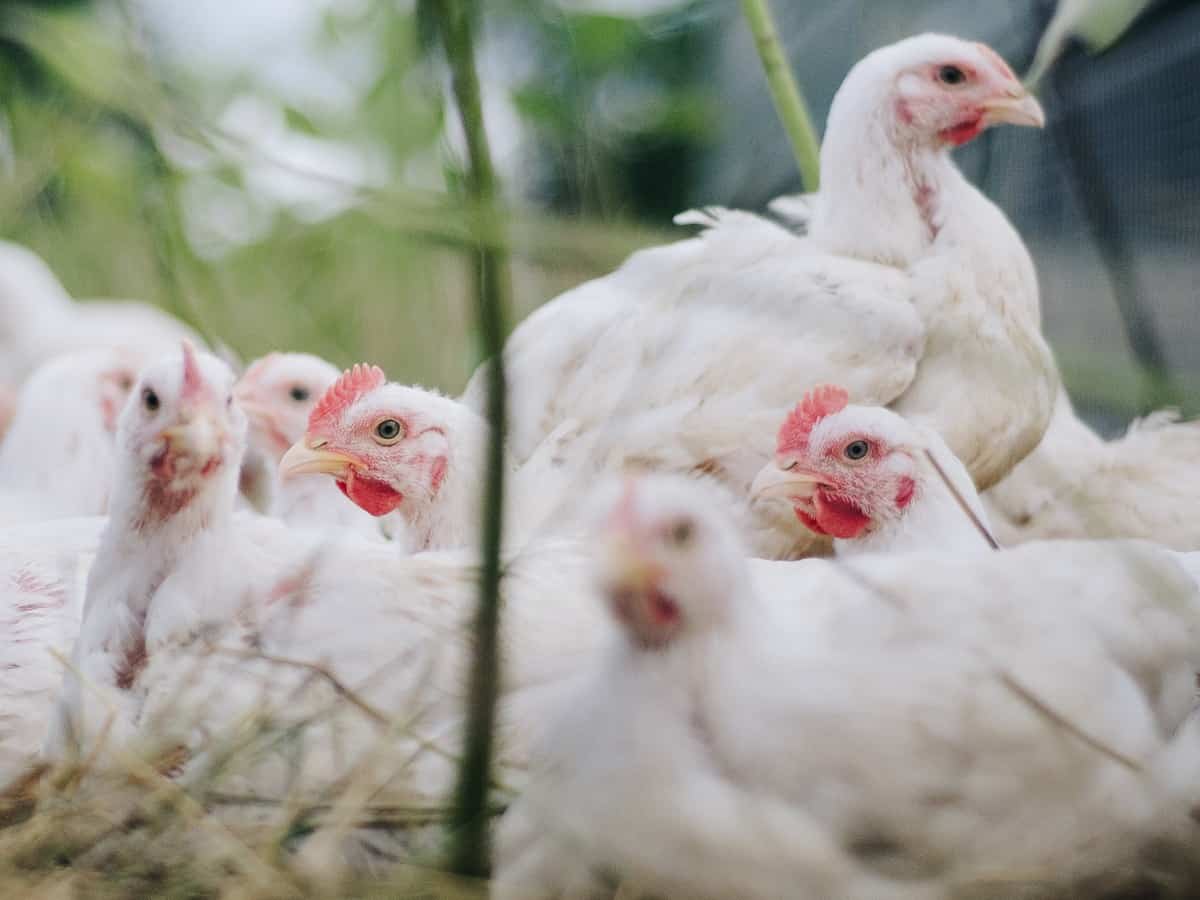 Chicken prices in Hyderabad back to normal as bird flu scare eases
