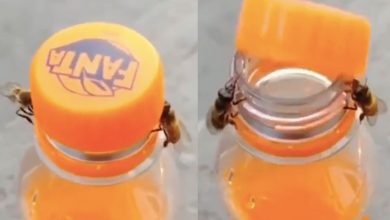 Bees works together to open a Fanta bottle in this viral video