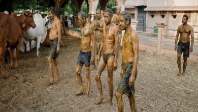Gujarat: Doctors warn against cow dung 'therapy' to boost immunity