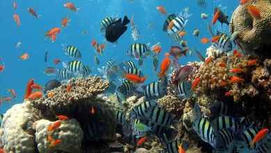 Study finds climate change-resistant corals could provide lifeline to battered reefs