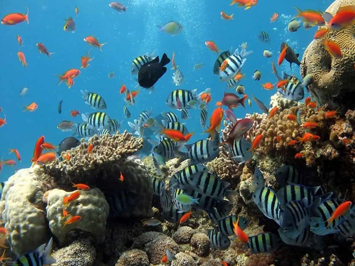 Study finds climate change-resistant corals could provide lifeline to battered reefs