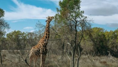 Hyderabad: Female girafee Bubbly dies of illness