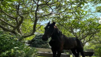 Dhoni brings home a stallion, names him Chetak