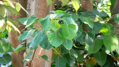 Peepal tree boosts oxygen level in Agra village