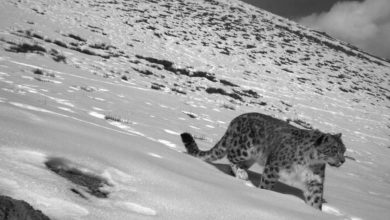 Over 70% snow leopard habitat remains unexplored: WWF