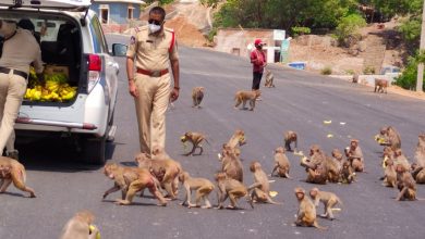 Telangana cop feeds hungry monkeys during lockdown