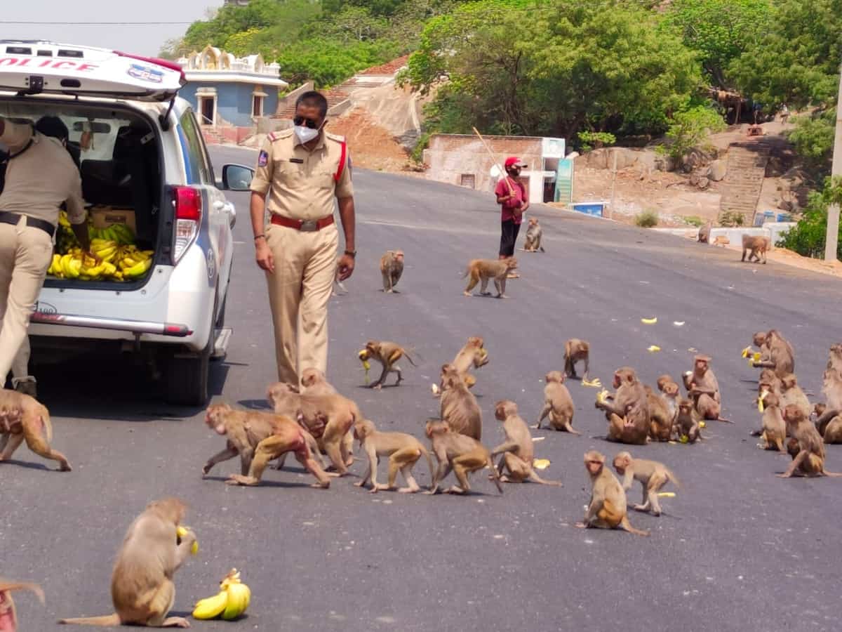 Telangana cop feeds hungry monkeys during lockdown