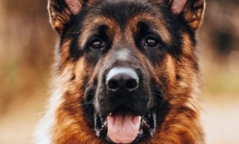 Sniffer dogs