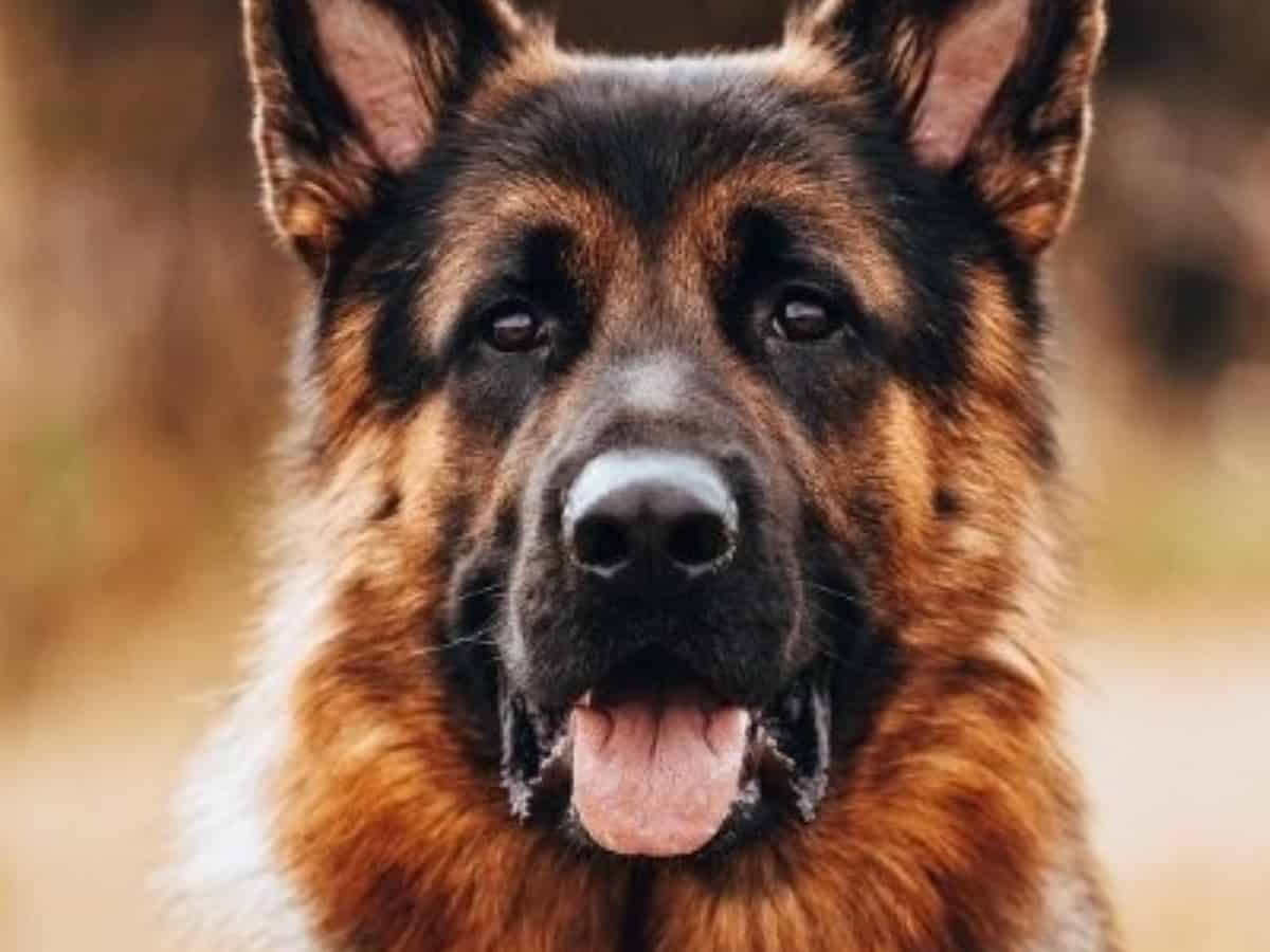 Sniffer dogs