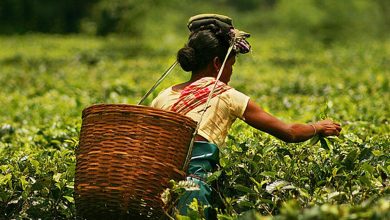 Assam tea industry predicts crop loss of 40% due to drought