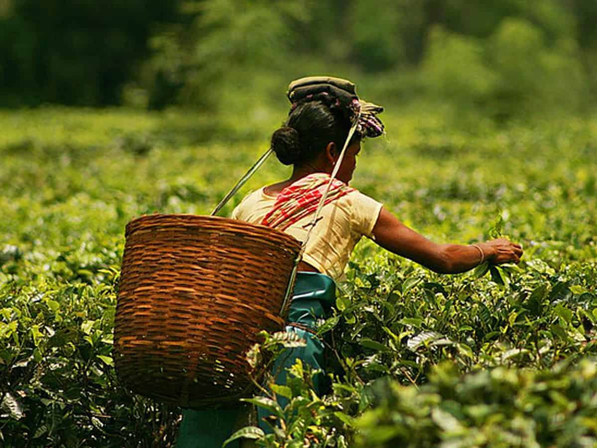 Assam tea industry predicts crop loss of 40% due to drought