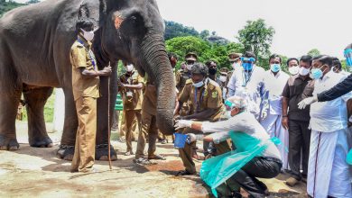 56 elephants in two camps in TN undergo tests for COVID-19
