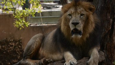 Sri Lanka's COVID-infected lion recovering