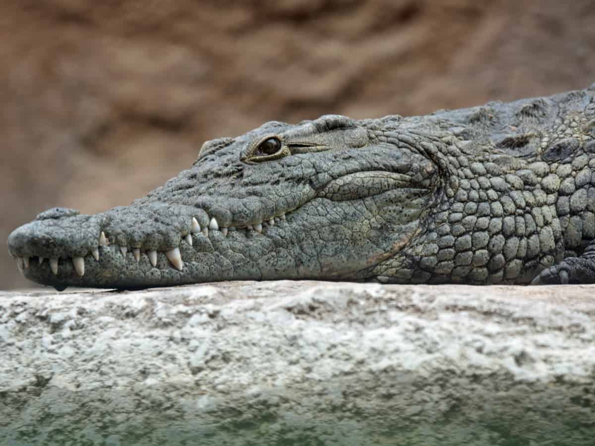 Odisha becomes only state to have all three species of crocodiles