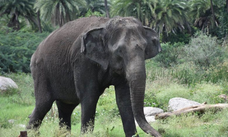 Tripura: Wild elephant rampage disrupts wedding, kills pregnant cow