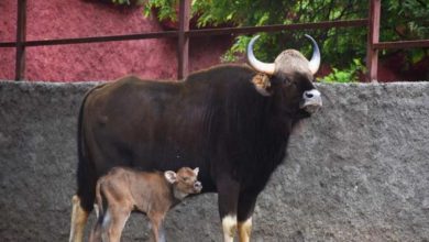 Zoo officials drop Komaram Bheem’s name for gaur calf after family objects