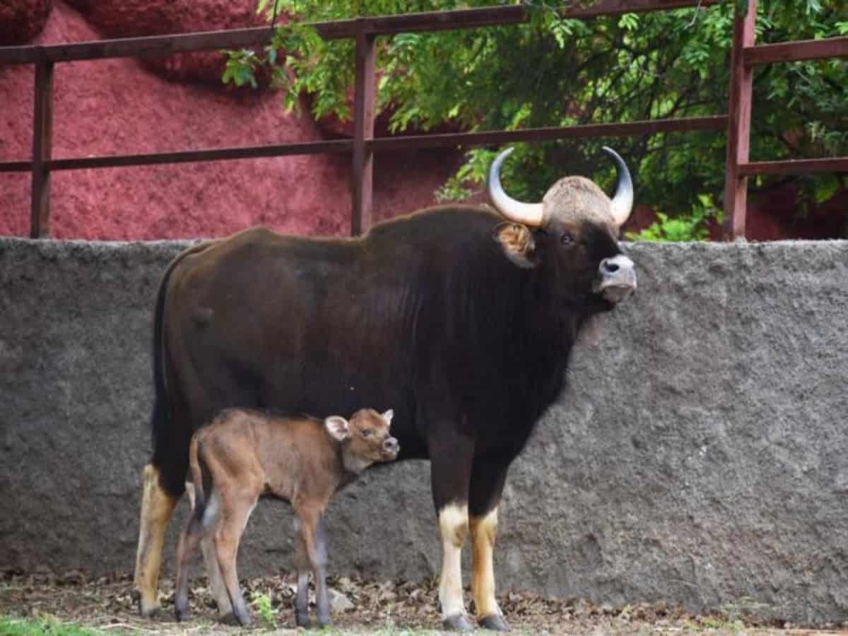 Zoo officials drop Komaram Bheem’s name for gaur calf after family objects