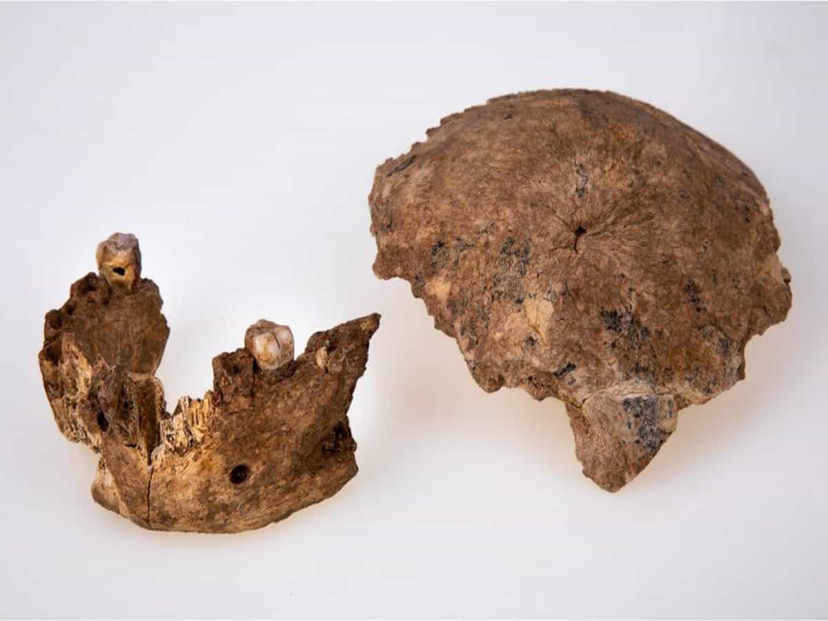 Homo who? A new mystery human species has been discovered in Israel