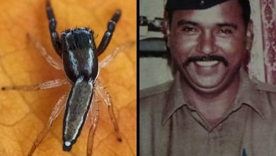 New spider species named after 26/11 martyr who caught Kasab