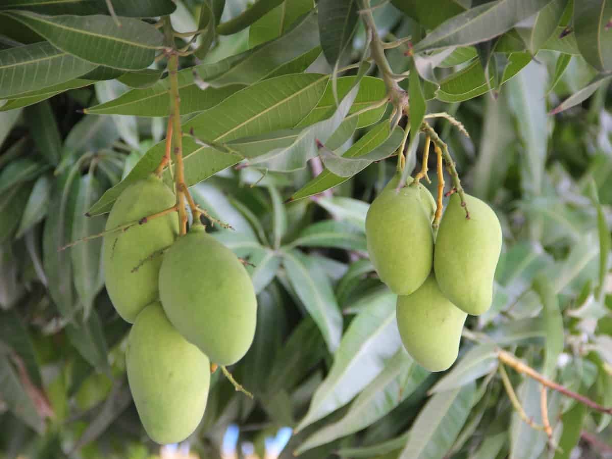 Miyazaki mangoes