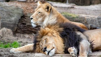 1 lioness dead, 9 test positive for COVID in TN's Vandalur Zoo