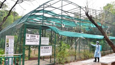 CCMB lab releases guidelines for COVID testing in zoo animals
