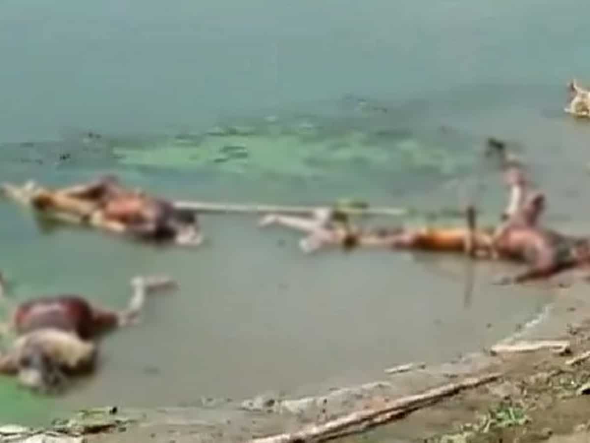 Dead bodies continue to be dumped into the Ganga in Bihar