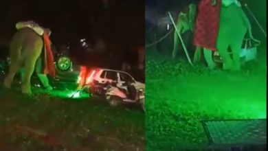 Probe ordered as elephant hired for wedding goes on rampage