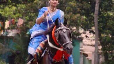 horse
