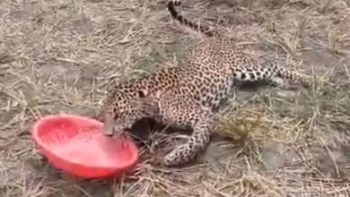 leopard