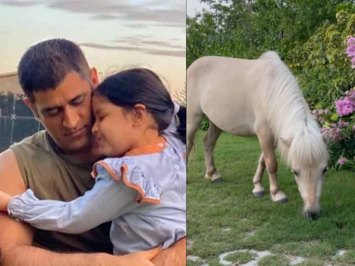 Viral: After Chetak, MS Dhoni adds another white pony to his farmhouse