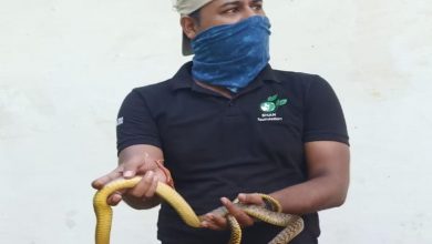 snakes