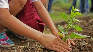 Village makes it mandatory for newlyweds to plant tree