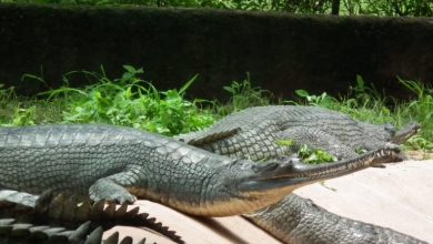 Hyderabad Zoo