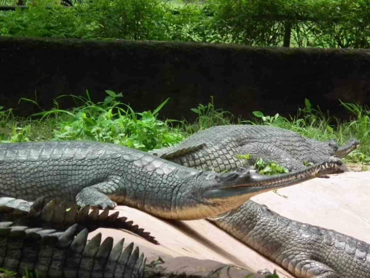 Hyderabad Zoo