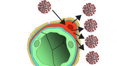 3D 'assembloid' shows how SARS-CoV-2 infects brain cells